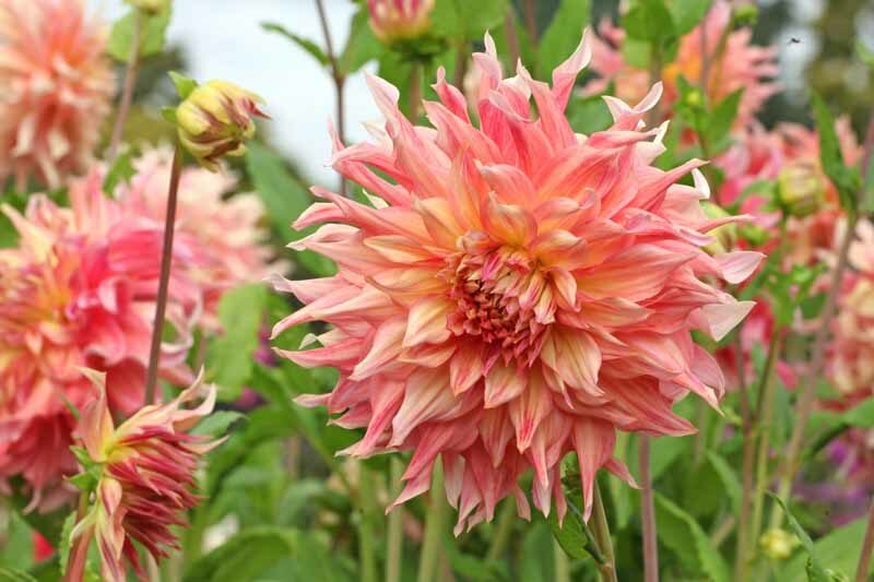 Dahlia 'Penhill Watermelon', Penhill Watermelon Dahlia , Decorative Dahlias, Dinner Plate Dahlias , Dinnerplate Dahlias, Giant Dahlias, Pink Dahlia Flowers, Dahlia Tubers, Dahlia Bulbs, Dahlia Flower, Dahlia Flowers, summer bulbs