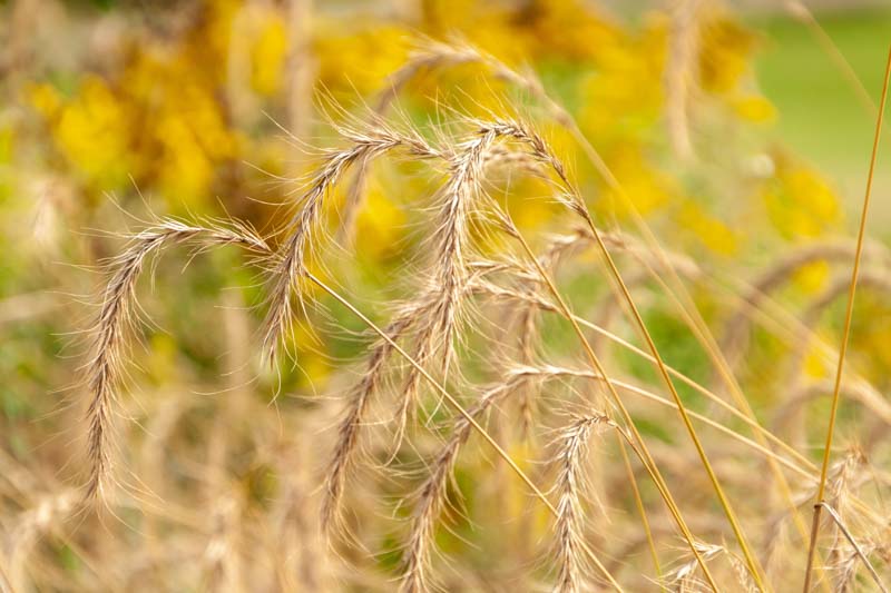 Canada Wild Rye grass, Elymus canadensis