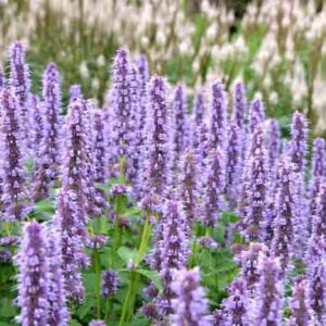 Agastache foeniculum, Blue Giant Hyssop, Blue Giant-hyssop, Fragrant Giant Hyssop, Lavender Hyssop, Anise Hyssop