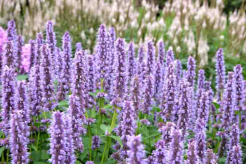 Agastache foeniculum, Blue Giant Hyssop, Blue Giant-hyssop, Fragrant Giant Hyssop, Lavender Hyssop, Anise Hyssop