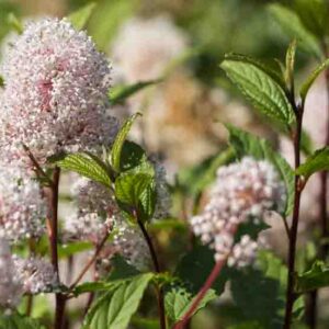 Ceanothus americanus, New Jersey Tea, Indian Tea, Mountain Sweet, Wild Pepper, Walpole Tea, Wild Snowball, Redroot, Fragrant Shrubs, Evergreen Shrubs