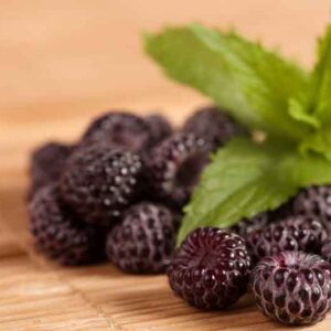Rubus occidentalis, Black Raspberry, Thimbleberry, Rubus occidentalis var. pallidus, Black Berries, Fruiting Shrub