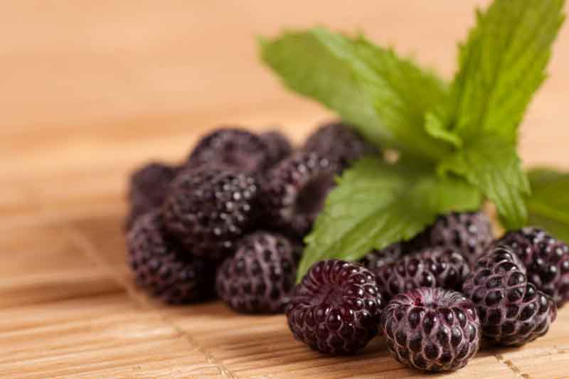 Rubus occidentalis, Black Raspberry, Thimbleberry, Rubus occidentalis var. pallidus, Black Berries, Fruiting Shrub