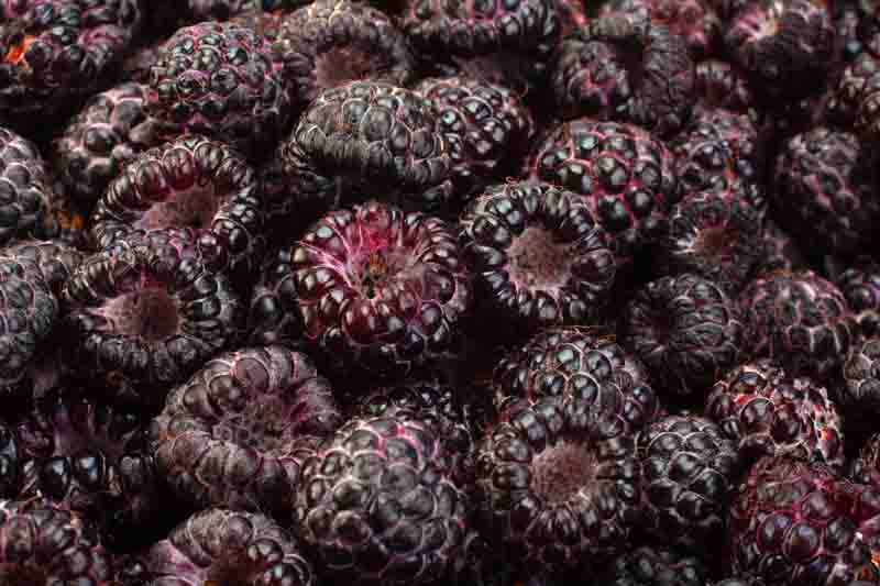 Cumberland Black Raspberry, Rubus occidentalis, Black Raspberry,Berries, Fruiting Shrub