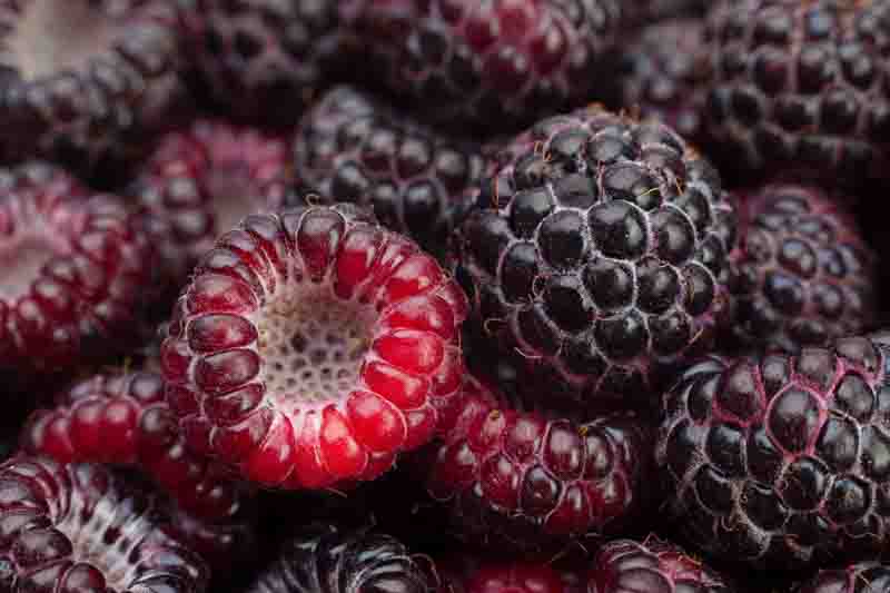 Cumberland Black Raspberry, Rubus occidentalis, Black Raspberry,