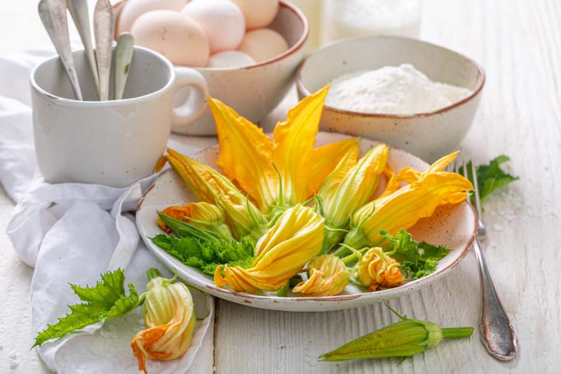 Courgette Flower, Zuchini Flower, Cucurbita pepo, Edible Flowers