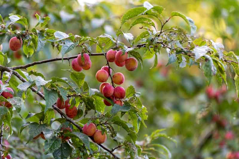 Prunus americana, American Plum, Wild Plum, American Wild Yellow Plum, American Wild Red Plum, August Plum, Canada Plum, Goose Plum, Hog Plum, American Plum, River Plum, Sloe Plum, Flowering Tree, White flowers, Red Berries