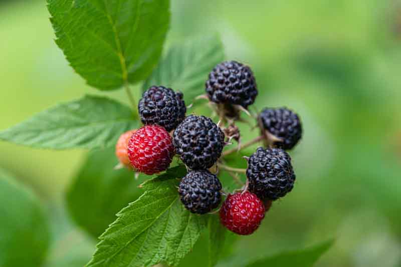 Cumberland Black Raspberry, Rubus occidentalis, Black Raspberry,