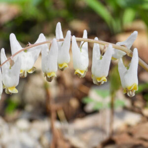 Dicentra cucullaria, Dutchman's Breeches, Bicuculla cucullaria, Dicentra cucullaria var. occidentalis, Dicentra occidentalis, White Flowers, Shade Perennial