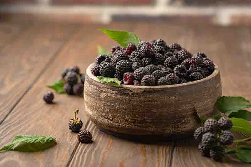 Cumberland Black Raspberry, Rubus occidentalis, Black Raspberry,