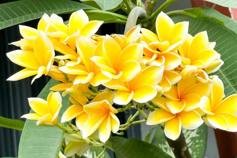 Plumeria, Frangipani, Plumeria alba, Plumeria rubra, Plumeria obtusa, Plumeria Plant, Plumeria Flowers, Plumeria Care