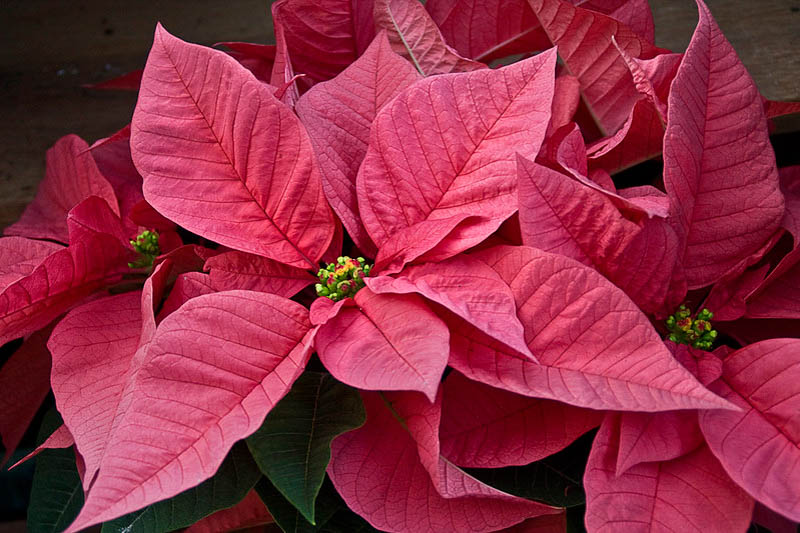 Poinsettia, Pink Poinsettia, Euphorbia pulcherrima