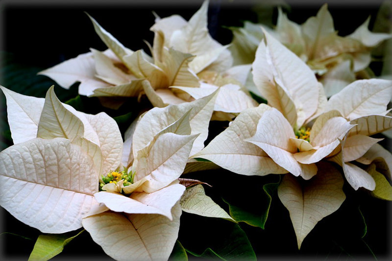 Poinsettia, White Poinsettia, Euphorbia pulcherrima