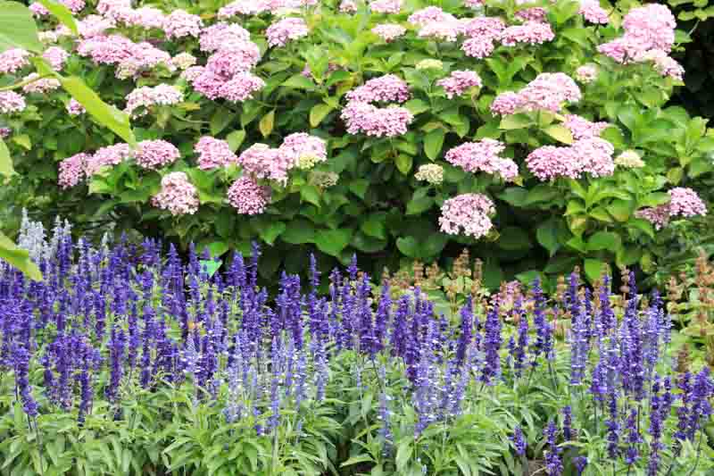 Salvia nemorosa blooms in a rose garden surrounded by pink roses
