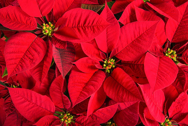 poinsettia, Euphorbia pulcherrima