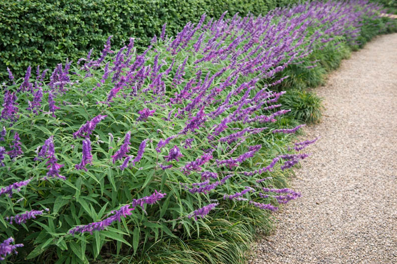 Salvia Leucantha Santa Barbara, Mexican Bush Sage 'Santa Barbara', Mexican Sage 'Santa Barbara', Fall flowering perennial, Purple Flowers