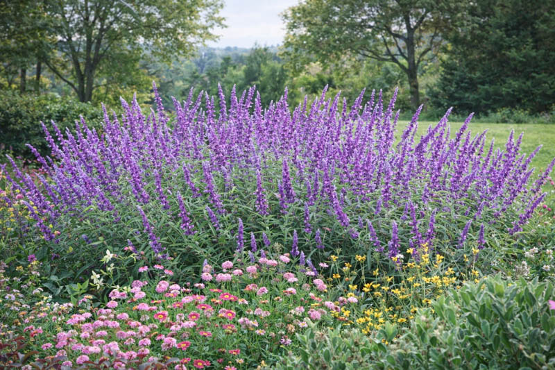 Salvia Leucantha Santa Barbara, Mexican Bush Sage 'Santa Barbara', Mexican Sage 'Santa Barbara', Fall flowering perennial, Purple Flowers