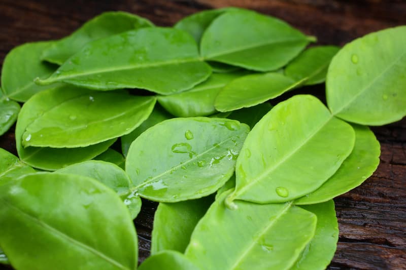 Kaffir Lime, Makrut Lime, Citrus hystrix, Thai Lime, Kieffer Lime, Mauritius Papeda, Leech Lime, Combavas, Wild Lime