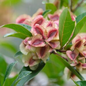 Dodonaea viscosa, Florida Hopbush, Hopseed Bush, Switch Sorrel, Varnish Leaf, Hopbush, Chapoliztle, Casol, Akeake, Dodonaea cuneata