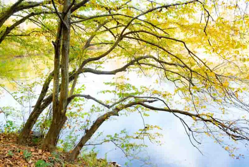 Carpinus caroliniana, American Hornbeam, Blue Beech, Water Beech, Musclewood, Ironwood, Tree with fall color, Fall color, Attractive bark Tree