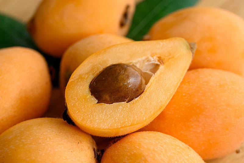 Loquat, Japanese Loquat, Japanese Plum, Eriobotrya japonica