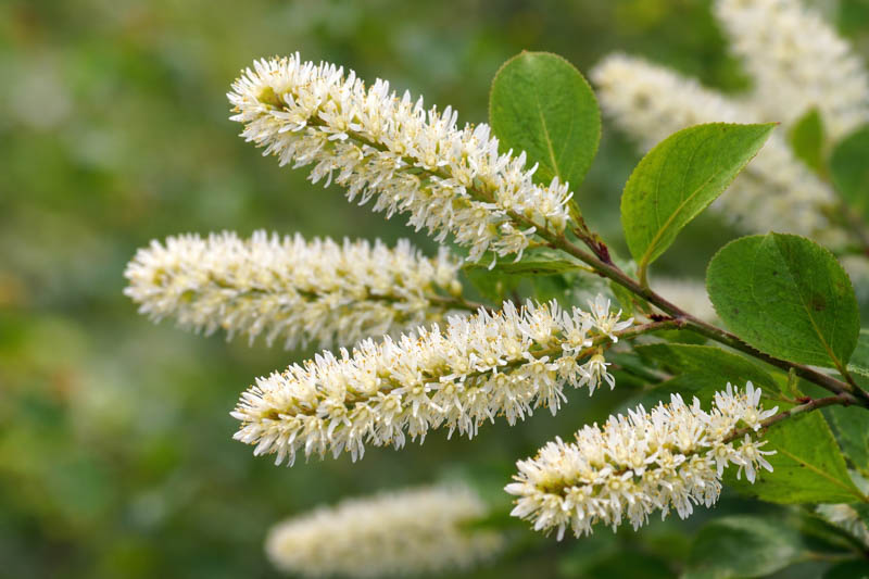 Itea virginica, Virginia Sweetspire, Tassel-white, Virginia Willow, White Flowers