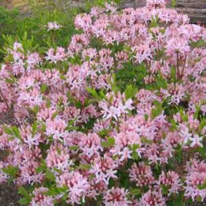 Rhododendron periclymenoides, Pink Azalea, Pinxterbloom Azalea, Pinxterflower, Azalea nudiflora, Rhododendron nudiflorum, Pink Azalea, Pink Flowering Shrub