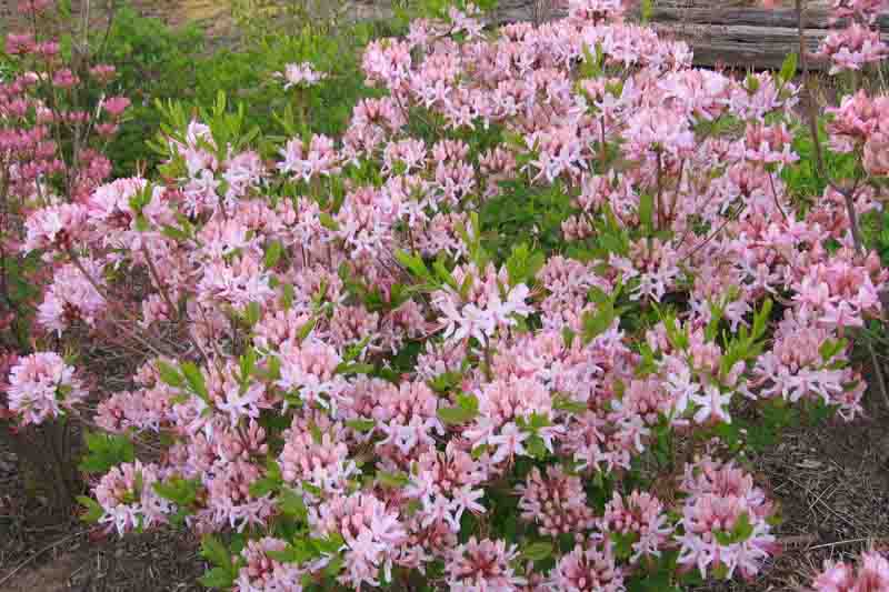 Rhododendron periclymenoides, Pink Azalea, Pinxterbloom Azalea, Pinxterflower, Azalea nudiflora, Rhododendron nudiflorum, Pink Azalea, Pink Flowering Shrub