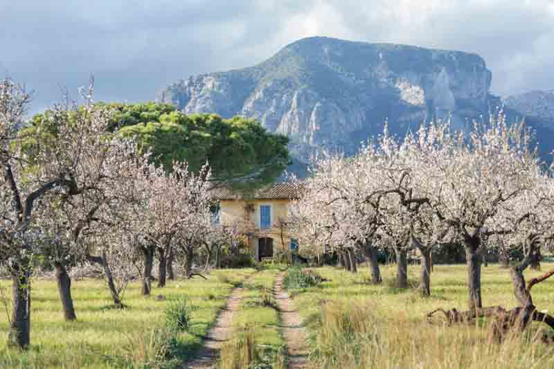 Almond, Almond Tree, Prunus dulcis, Sweet Almonds