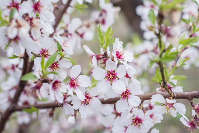 Almond, Almond Tree, Prunus dulcis, Sweet Almonds