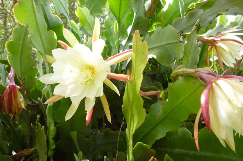Epiphyllum oxypetalum, Dutchman's Pipe Cactus, Orchid Cactus, Night Queen, Jungle Cactus, Dutchman's Pipe, Queen of the Night, Night Blooming Cereus, Cactus oxypetalus, Cereus oxypetalus, Phyllocactus oxypetalus