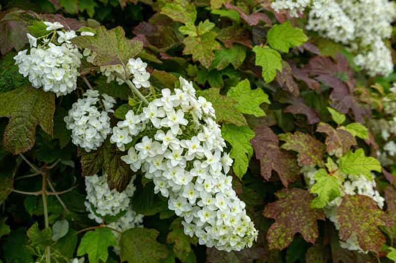 Oakleaf Hydrangea, Oak Leaf Hydrangea, Hydrangea quercifolia, Hydrangea, Hydrangeas