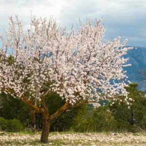 Almond, Almond Tree, Prunus dulcis, Sweet Almonds