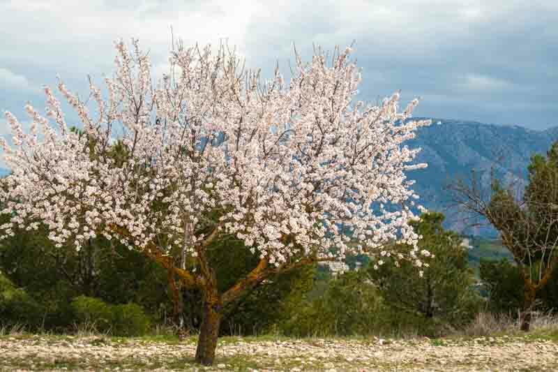 Almond, Almond Tree, Prunus dulcis, Sweet Almonds