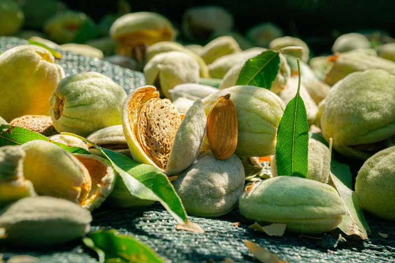 Almond, Almond Tree, Prunus dulcis, Sweet Almonds