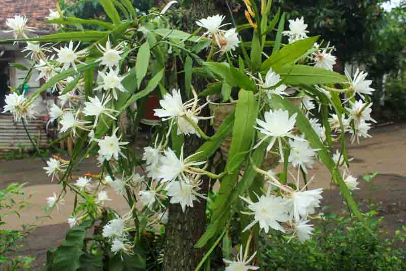 Epiphyllum oxypetalum Queen of the Night All You Need To Know