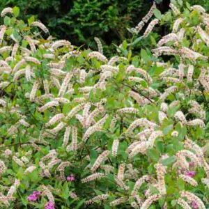 Itea virginica, Virginia Sweetspire, Tassel-white, Virginia Willow, White Flowers