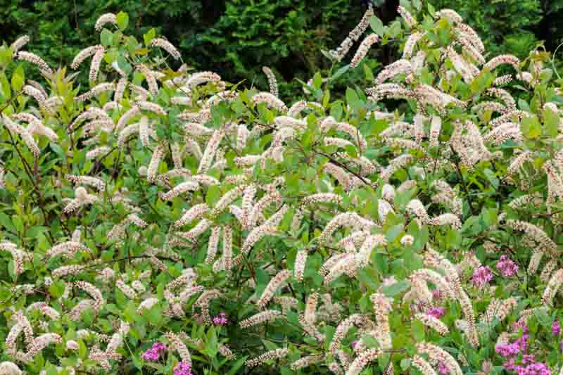 Itea virginica, Virginia Sweetspire, Tassel-white, Virginia Willow, White Flowers