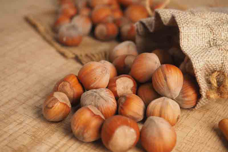 Hazelnut, Hazel, Filbert, Nut, Nuts, Corylus avellana