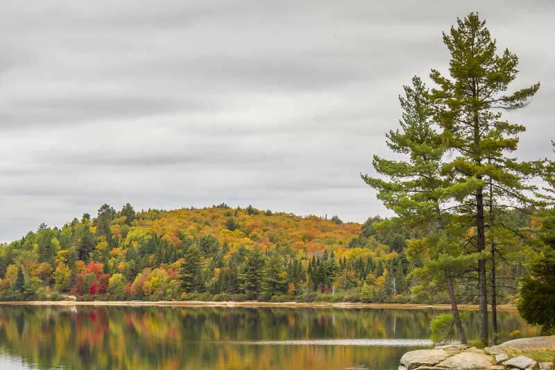 Eastern White Pine, Pinus strobus, White Pine, Native Pine, Pine Tree