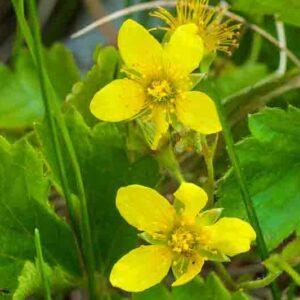 Waldsteinia fragarioides, Appalachian Barren Strawberry, Barren Strawberry, Yellow flowers