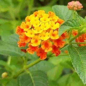 Lantana urticoides, Texas Lantana, Calico Bush, West Indian Shrubverbena, Lantana hispida, Lantana horrida, Lantana notha, Lantana scorta, Yellow flowers, Bicolor flowers