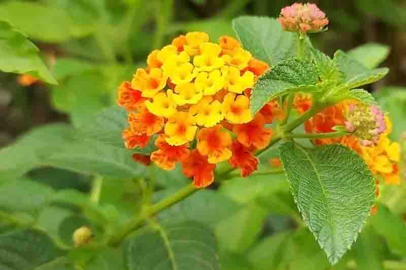 Lantana urticoides, Texas Lantana, Calico Bush, West Indian Shrubverbena, Lantana hispida, Lantana horrida, Lantana notha, Lantana scorta, Yellow flowers, Bicolor flowers