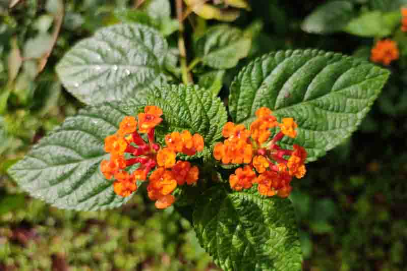 Lantana urticoides, Texas Lantana, Calico Bush, West Indian Shrubverbena, Lantana hispida, Lantana horrida, Lantana notha, Lantana scorta, Yellow flowers, Bicolor flowers