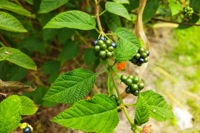 Lantana urticoides, Texas Lantana, Calico Bush, West Indian Shrubverbena, Lantana hispida, Lantana horrida, Lantana notha, Lantana scorta, Yellow flowers, Bicolor flowers
