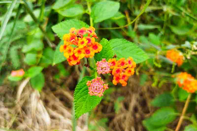 Lantana urticoides, Texas Lantana, Calico Bush, West Indian Shrubverbena, Lantana hispida, Lantana horrida, Lantana notha, Lantana scorta, Yellow flowers, Bicolor flowers