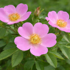 Rosa carolina, Carolina Rose, Pasture Rose, Shrub Roses, Pink roses, Hardy roses