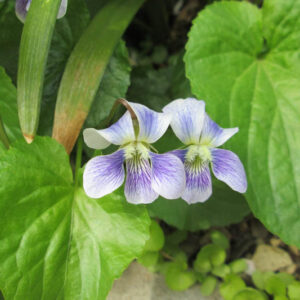 Viola Langsdorffii Alaska Violet 