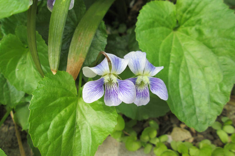 Viola palustris,Marsh Violet, Northern Marsh Violet, Alpine Marsh Violet, Shade plants, shade perennial, violet flowers, plants for shade