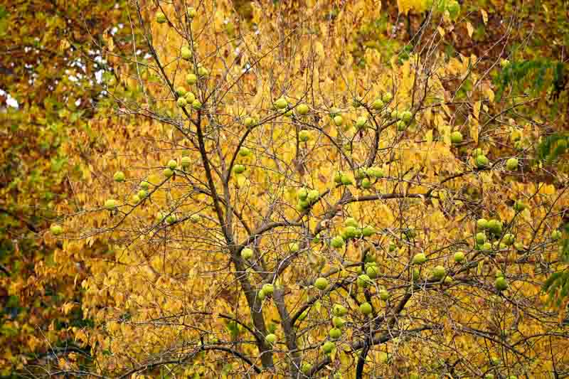 Maclura pomifera, Osage Orange, Bois d' Arc, Bodark, Horse Apple, Hedge Apple, Bowwood, Yellowwood, Naranjo Chino